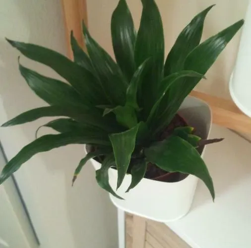 Apartament Badia Modena